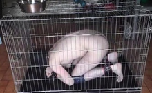 BDSM Porn HD scene 708