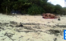 Beach Love Motion Outdoor Amateur Fun